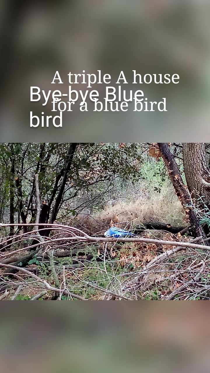 












 
Bye-bye Blue bird










 A triple A house for a blue bird